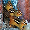 Пазл: Белки (Colored squirrels puzzle)