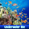 Поиск предметов: Подводная жизнь (Underwater life)