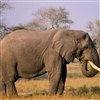 Пазл: Слоны (Big Elephant Jigsaw)