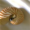 Пазл: Морские ракушки (Sea Shell Jigsaw)