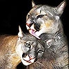Пятнашки: Два кота (Two beloved cat slide puzzle)