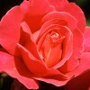 Поиск предметов: Розы (Red Rose Hidden Numbers)