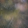 Пятнашки: Паутина (Spider Web Slider)