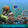 Поиск предметов: Аквариум (In an aquarium)