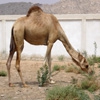 Пазл:  Верблюд Дромидари (Jigsaw: Dromedary Camel)
