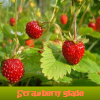 Поиск отличий: Земляничная поляна (Strawberry glade)