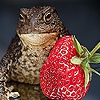 Пазл: Голодная лягушка (Hungry big frog puzzle)