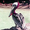 Пятнашки: Пеликан (Pink headed pelican slide puzzle)