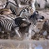 Пазл: Зебры (Zebra Sliding Puzzle)