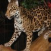 Пазл: Леопарды (Leopards Jigsaw)