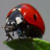 Пазл: Жуки (Beetles Jigsaw)