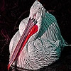 Пятнашки: Пеликан (Alone tired pelican slide puzzle)