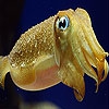 Пятнашки: Океаническая рыбка (Transparent ocean fish slide puzzle)