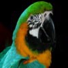 Пазл: Попугаи (Parrot Jigsaw)