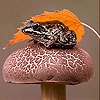 Пятнашки: Лягушка на грибе (Wet frog and mushroom slide puzzle)