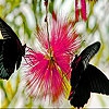 Пятнашки: Черные бабочки (Black butterflies slide puzzle)