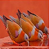 Пятнашки: Голуби (Doves at water basin slide puzzle)