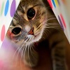 Пазл: Милый котик (Cat Really Cute 3)