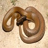 Пазл: Змея (Poisonous Snake)