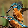 Пятнашки: Птички 2 (Two lovely couple slide puzzle)