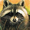 Пятнашки: Енот (Dizzy raccoon slide puzzle)