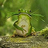 Пятнашки: Голодная лягушка (Hungry green frog slide puzzle)
