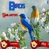 Сличение: Птицы (Birds Similarities)