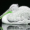 Пазл: Пеликан (Green billed pelican puzzle)