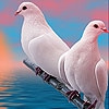 Пятнашки: Голуби (Lovely white doves slide puzzle)