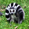 Пазл: Лемур (Jigsaw: Ring Tailed Lemur)