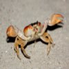 Пазл: Краб (Crab Jigsaw)