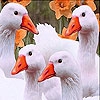 Пятнашки: Утки (White confused ducks slide puzzle)