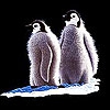 Пятнашки: Пингвины (Penguins on the ice slide puzzle)