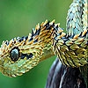 Пятнашки: Змея (Hunter snake slide puzzle)