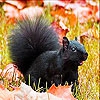 Пятнашки: Белка (Black squirrel slide puzzle)