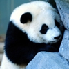 Пазл: Панда (Panda Puzzle)