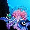 Пятнашки: Медузы (Colorful chubby jellyfish slide puzzle)