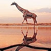 Пазл: Жираф на пляже (Giraffe in the beach puzzle)