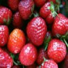 Пятнашки: Клубника (Strawberries Slider)
