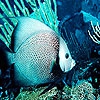 Пятнашки: Бирюзовый обитатель океана (Turquoise ocean fish puzzle)