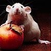 Пятнашки: Яблочко и мышка (Apple and  mouse slide puzzle)