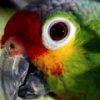 Пятнашки: Глаз попугая (Parrot Eye Slider)
