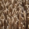 Пятнашки: Пшеница (Wheat Slider)