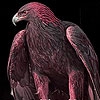Пятнашки: Орел (Ambitious eagle slide puzzle)