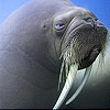 Пятнашки: Морж (Big blue seal slide puzzle)