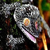 Пазл: Голодная ящерка (Black hungry lizard puzzle)