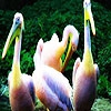 Пазл: Пеликаны (Beautiful  ocean pelicans puzzle)