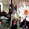 Пазл: Лебеди (Black swans and lotus puzzle)