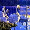 Пятнашки: Лебеди (Blue lake and swans slide puzzle)