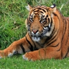 Пазл: Портрет тигра (Jigsaw: Tiger Portrait)